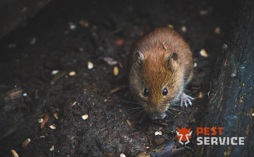 Дератизация в Азнакаево